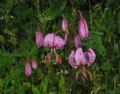 Lilium martagon